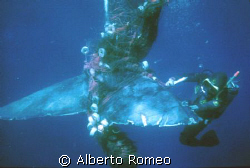 The diver of my team is cutting with his knife the net in... by Alberto Romeo 